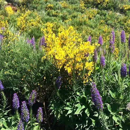 Vakantiehuis Casa Tipica De Santana - Casa Do Avo