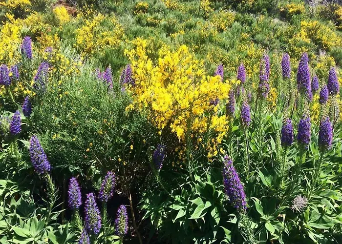 度假居 Casa Tipica De Santana - Casa Do Avo